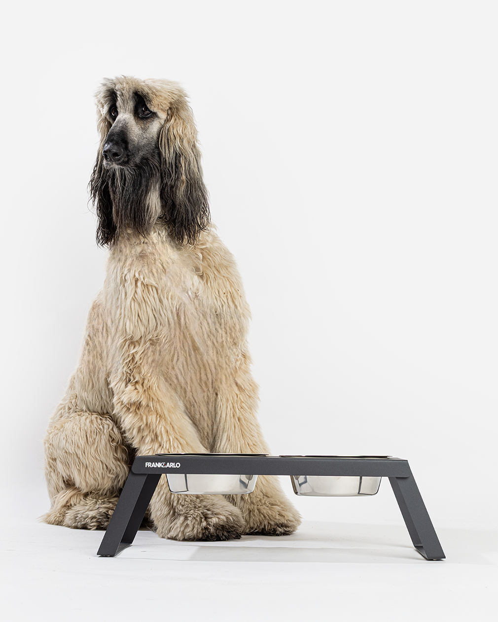 Elevated Double Dog Feeder