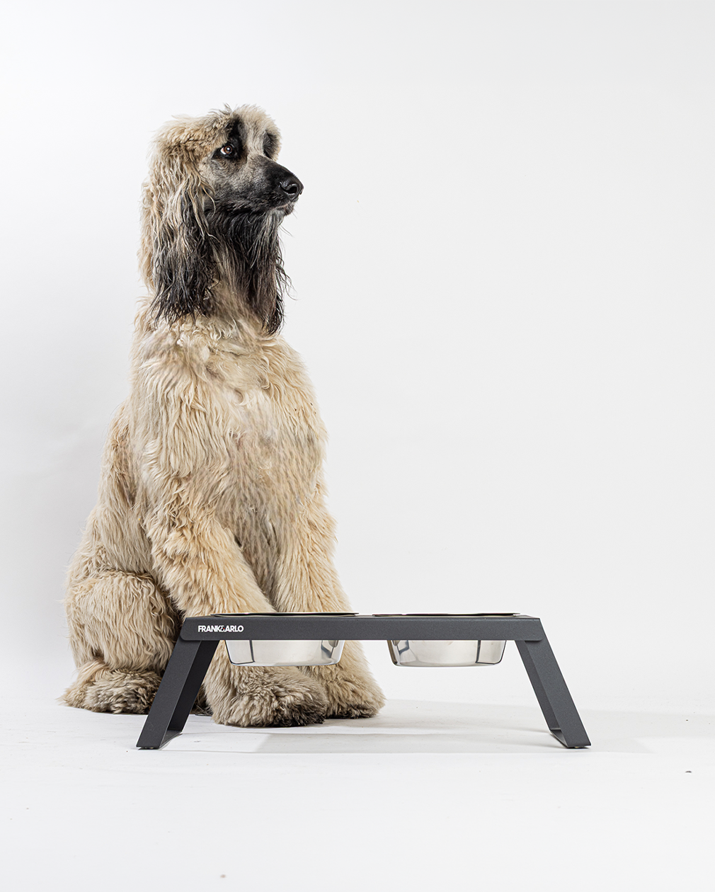 Elevated Double Dog Feeder