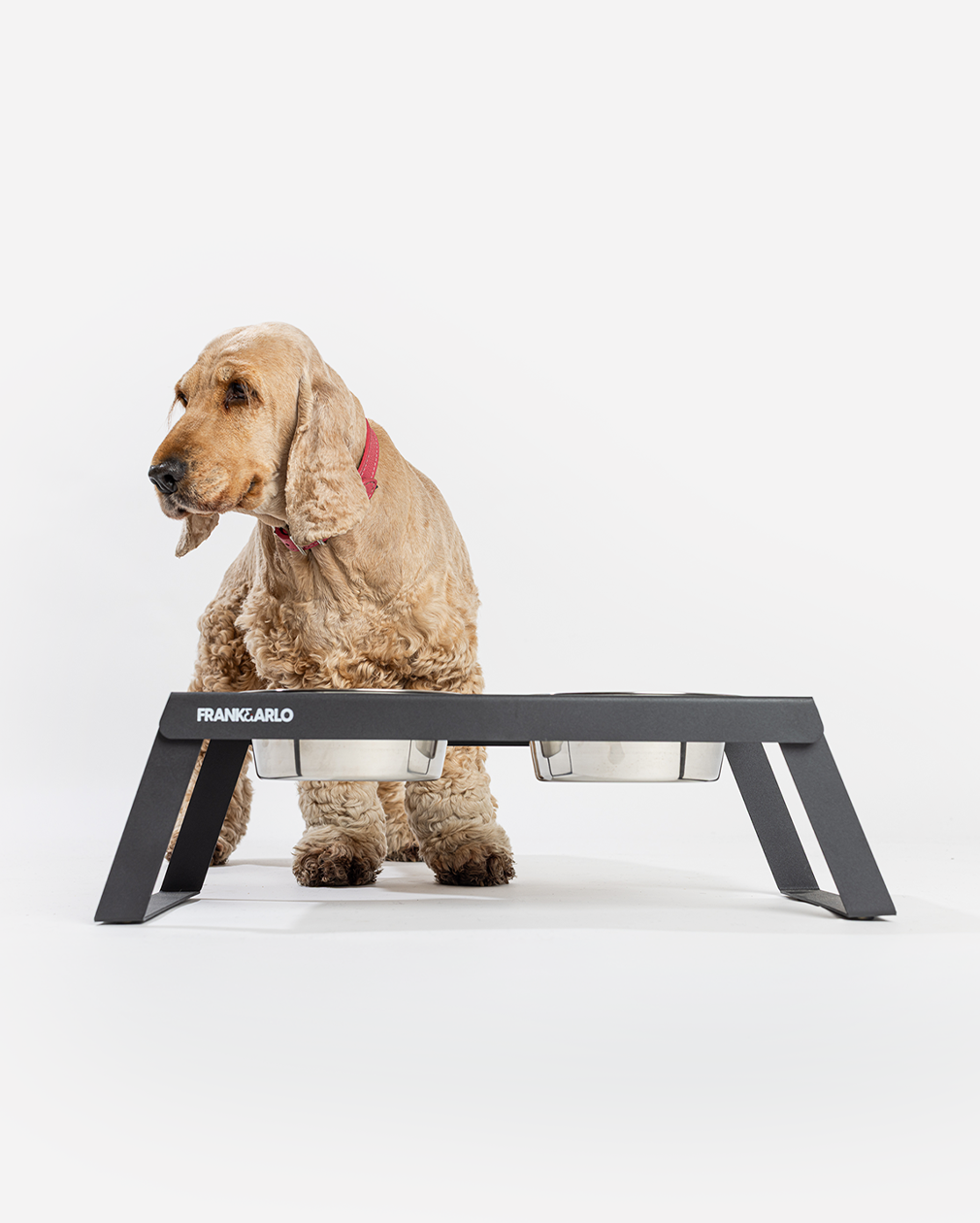 Elevated Double Dog Feeder