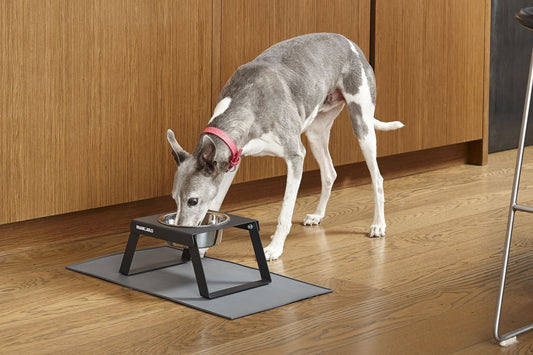 Elevated Metal Dog Feeder | Single (Foldable Legs) Code SALE20 to get 20% off