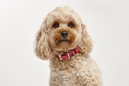 Leather Collars - Code SALE35 to get 35%off