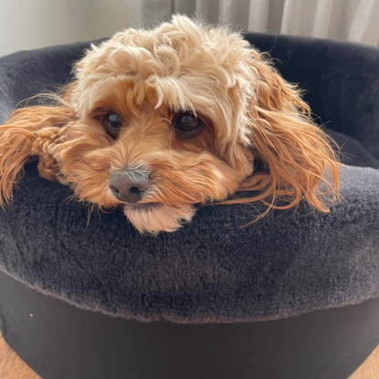 Australian Sheep Fleece Dog Bed / PRE-SALE - Code SALE20 to get 20% discount offer 30 days only!