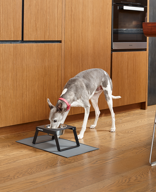 Elevated Metal Collapsible Dog Feeder | Single